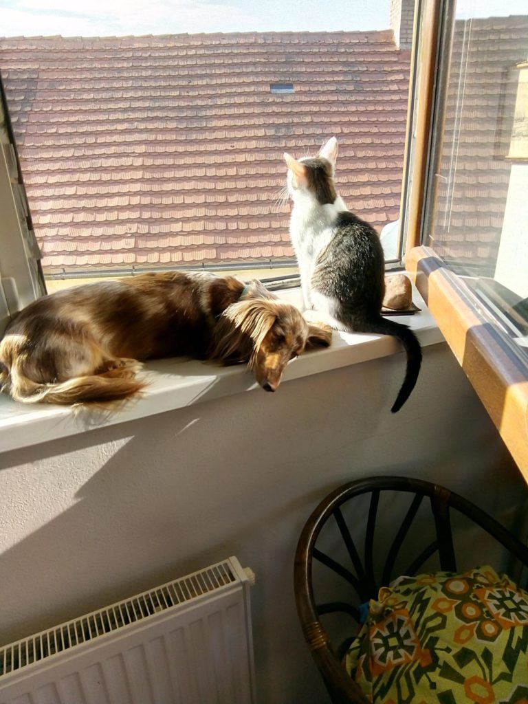 Cat and dog by the window 